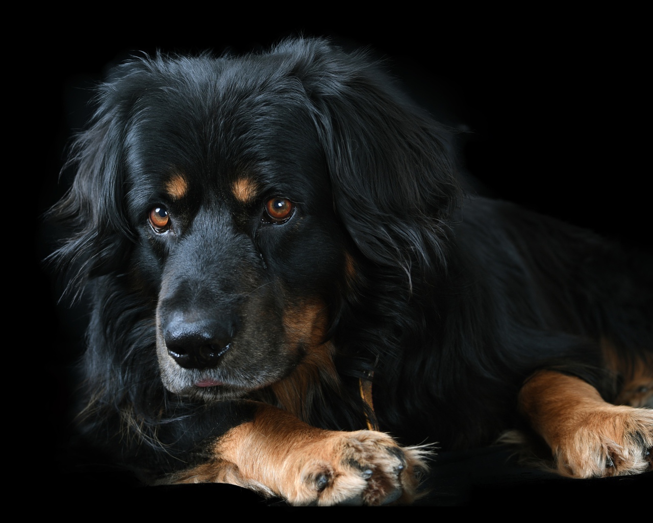 Большая породистая собака на черном фоне