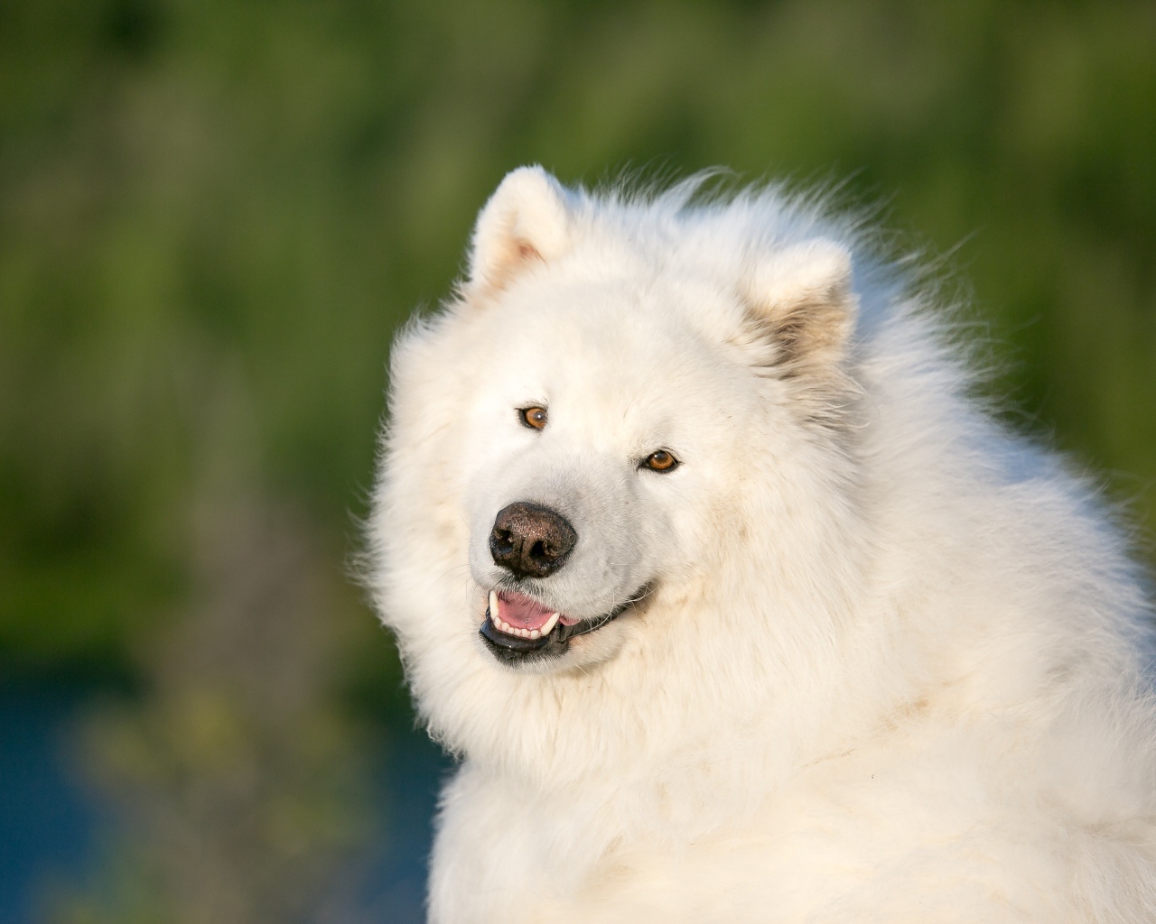 Большой белый пес породы самоед