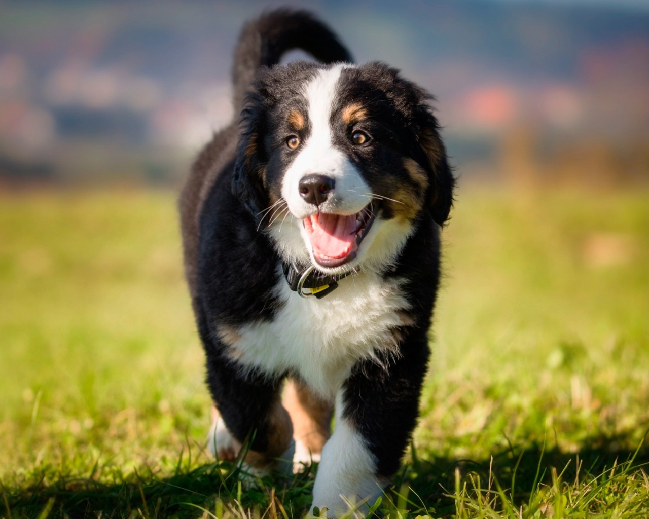 Маленький щенок австралийской овчарки на зеленой траве