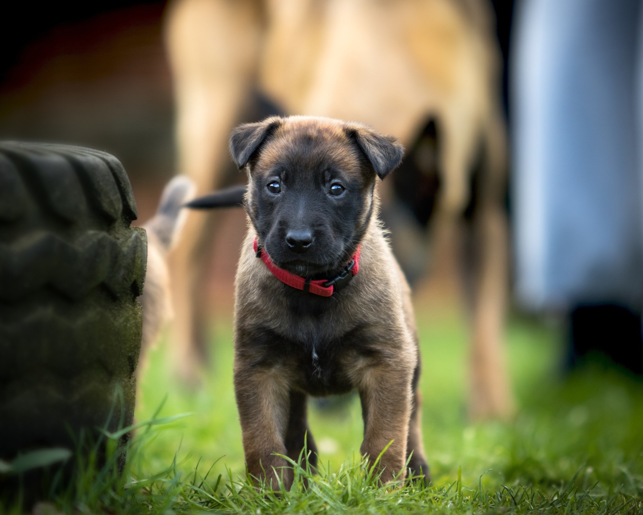 Маленький щенок бельгийской овчарки в красном ошейнике