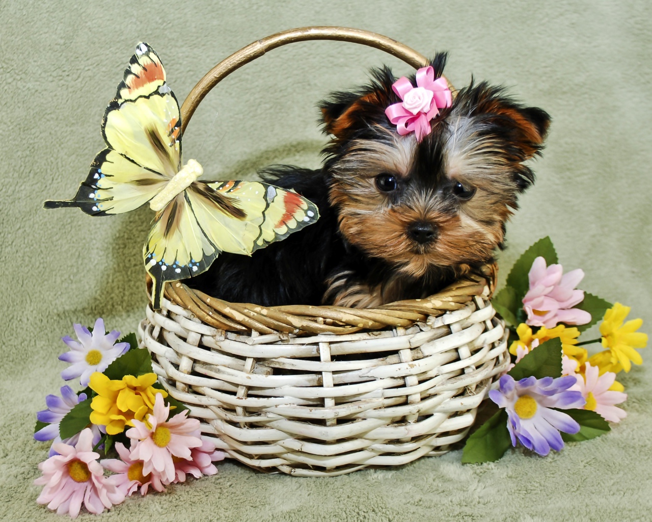 Маленький щенок йоркширского терьера в корзине