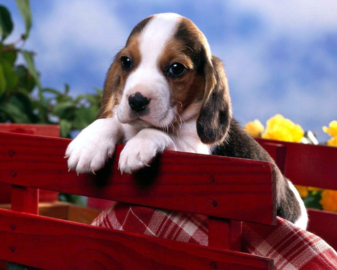 Маленький щенок бигля сидит в коробке