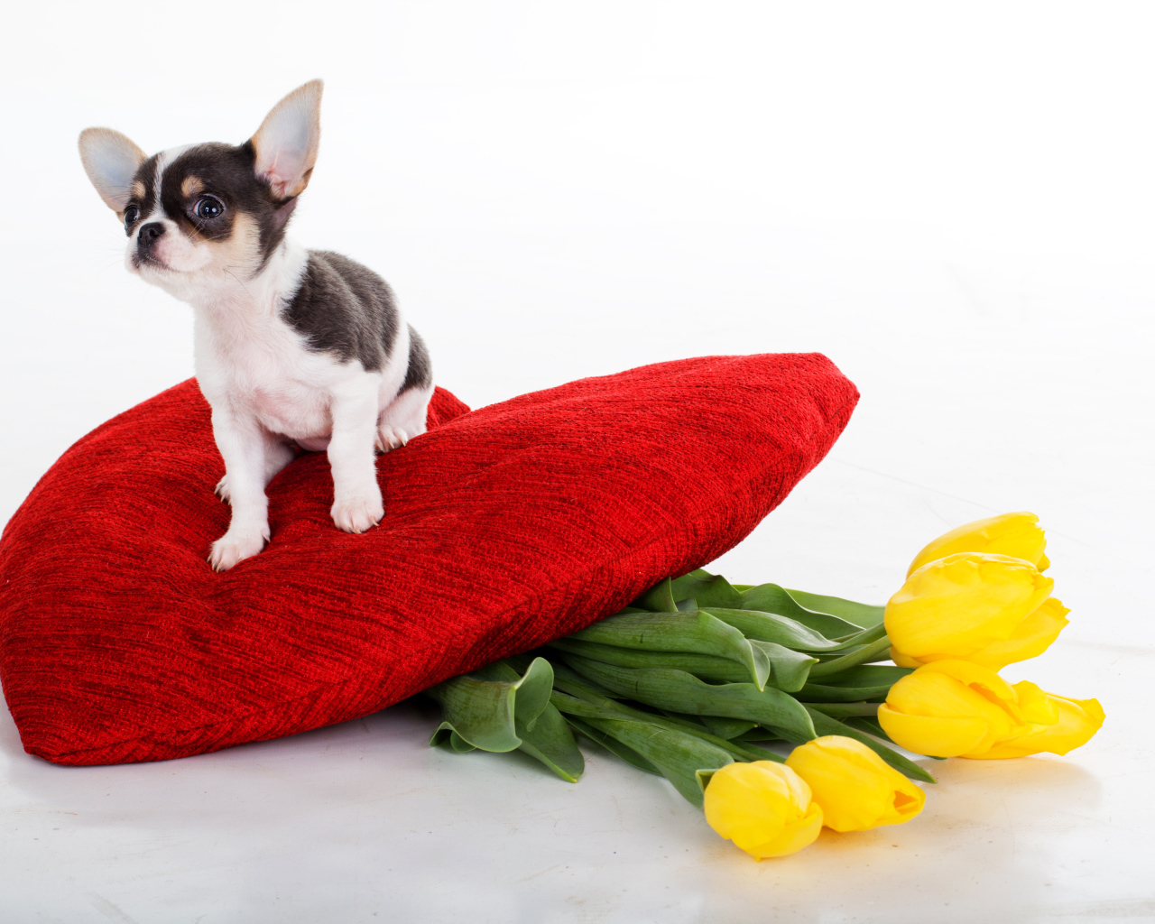 Little chihuahua sits on a big red heart with a bouquet of tulips