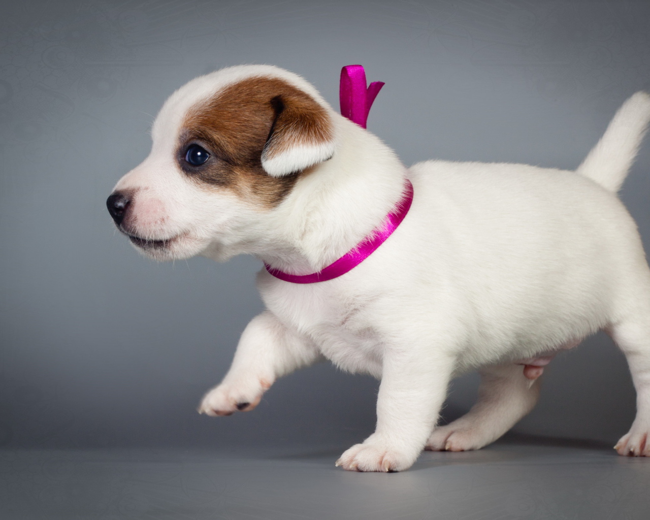 Маленький милый щенок джек-рассел-терьер на сером фоне