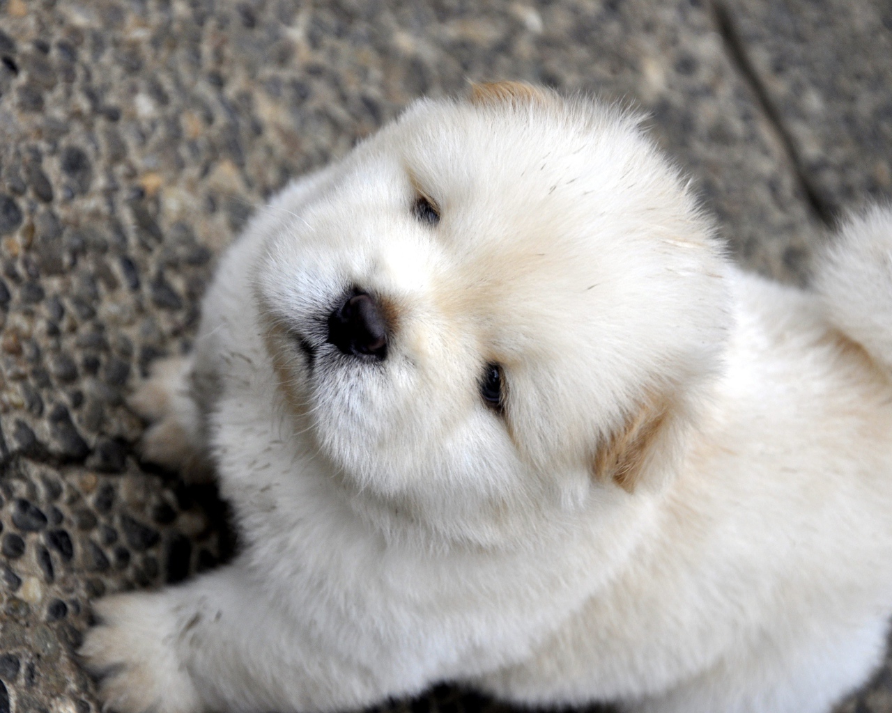 Маленький пушистый щенок чау чау