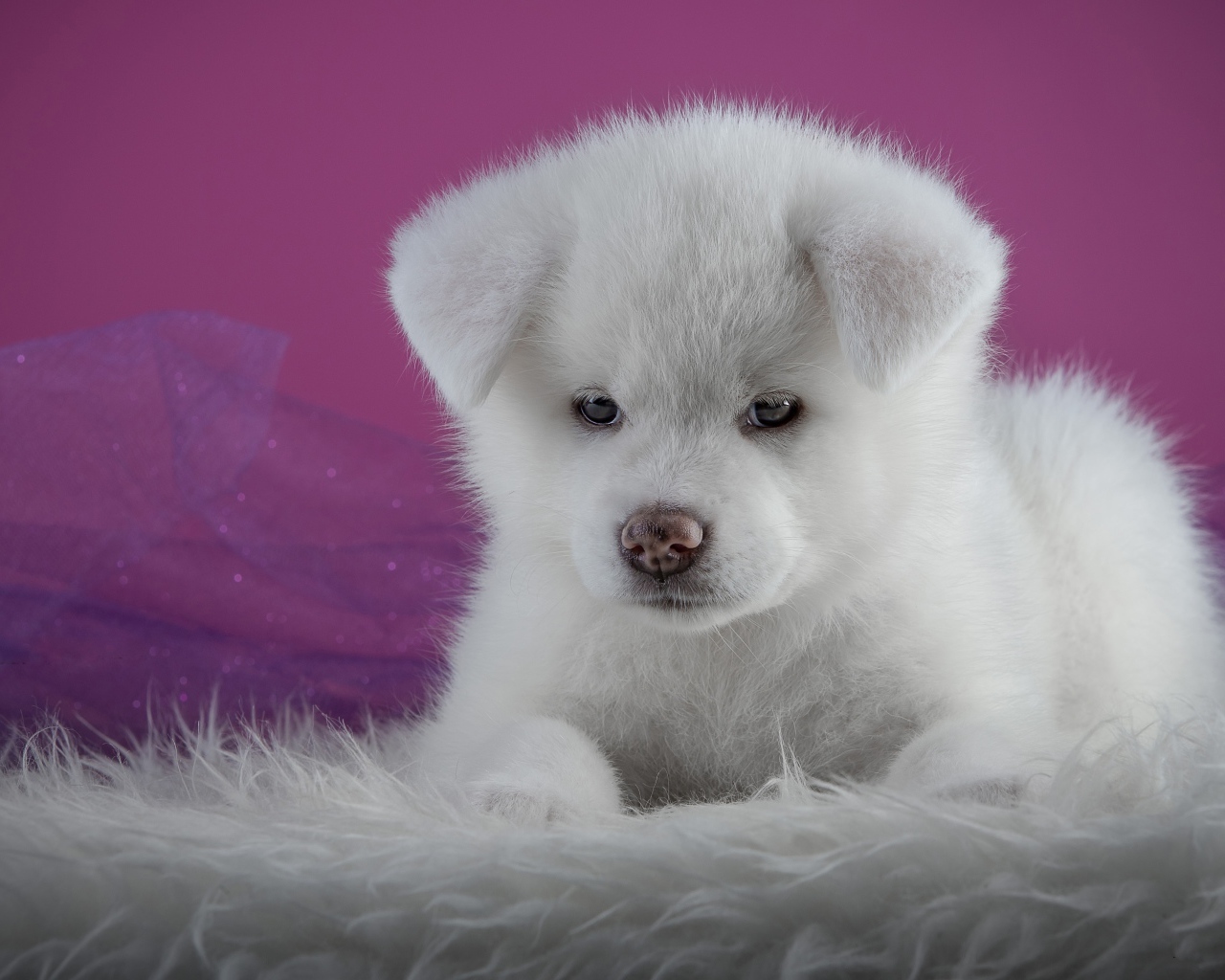 Маленький пушистый белый щенок  Акита-ину