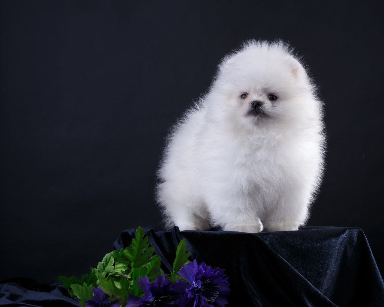 Маленький пушистый белый шпиц на черном фоне