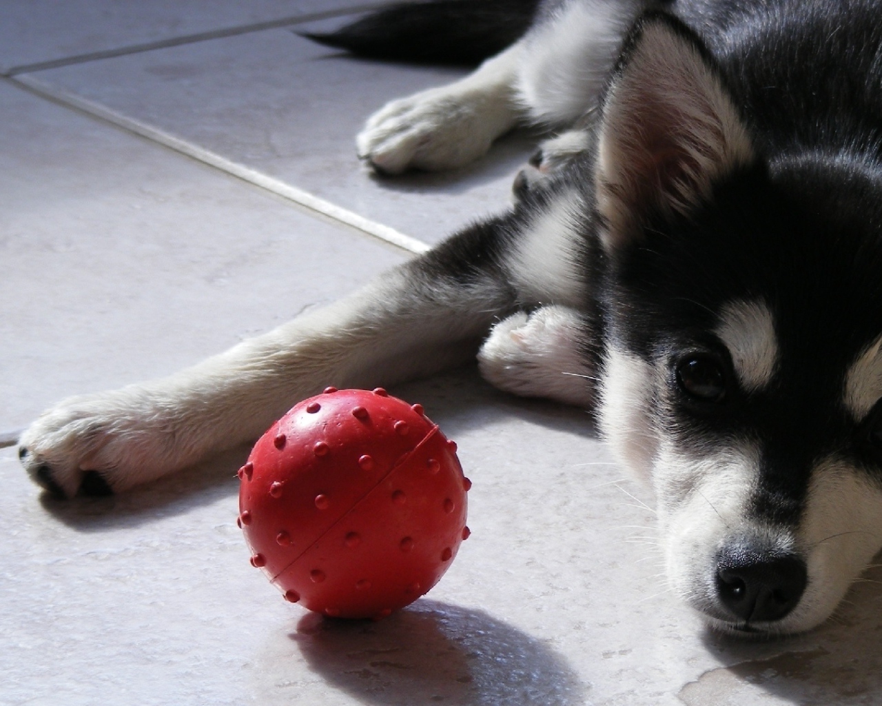 Маленький щенок хаски играет с мячиком