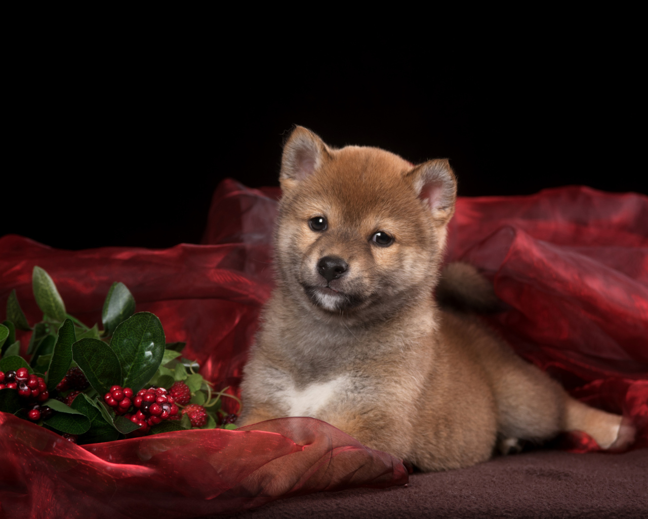 Маленький щенок Сиба-ину на красном покрывале