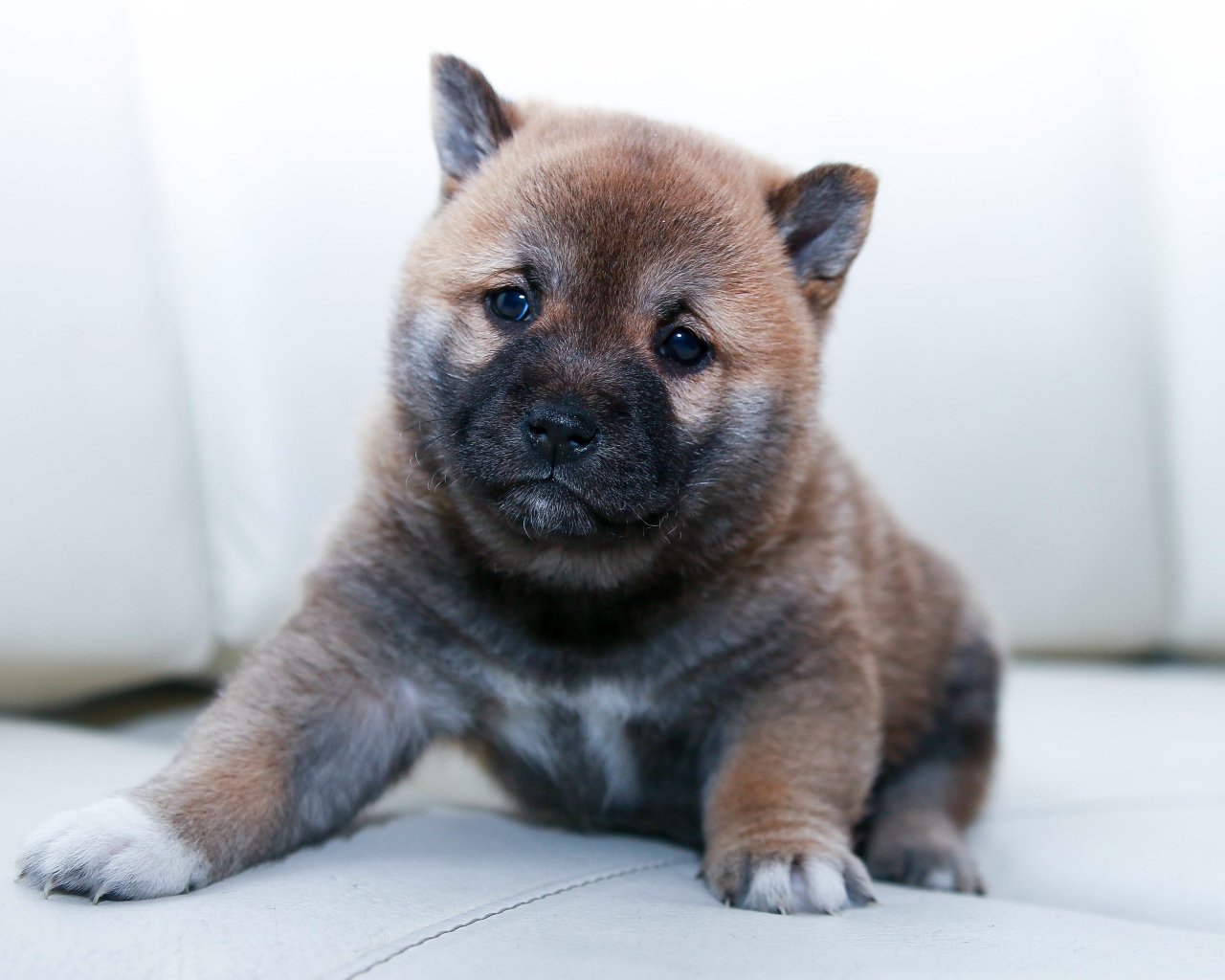 Маленький щенок акита ину