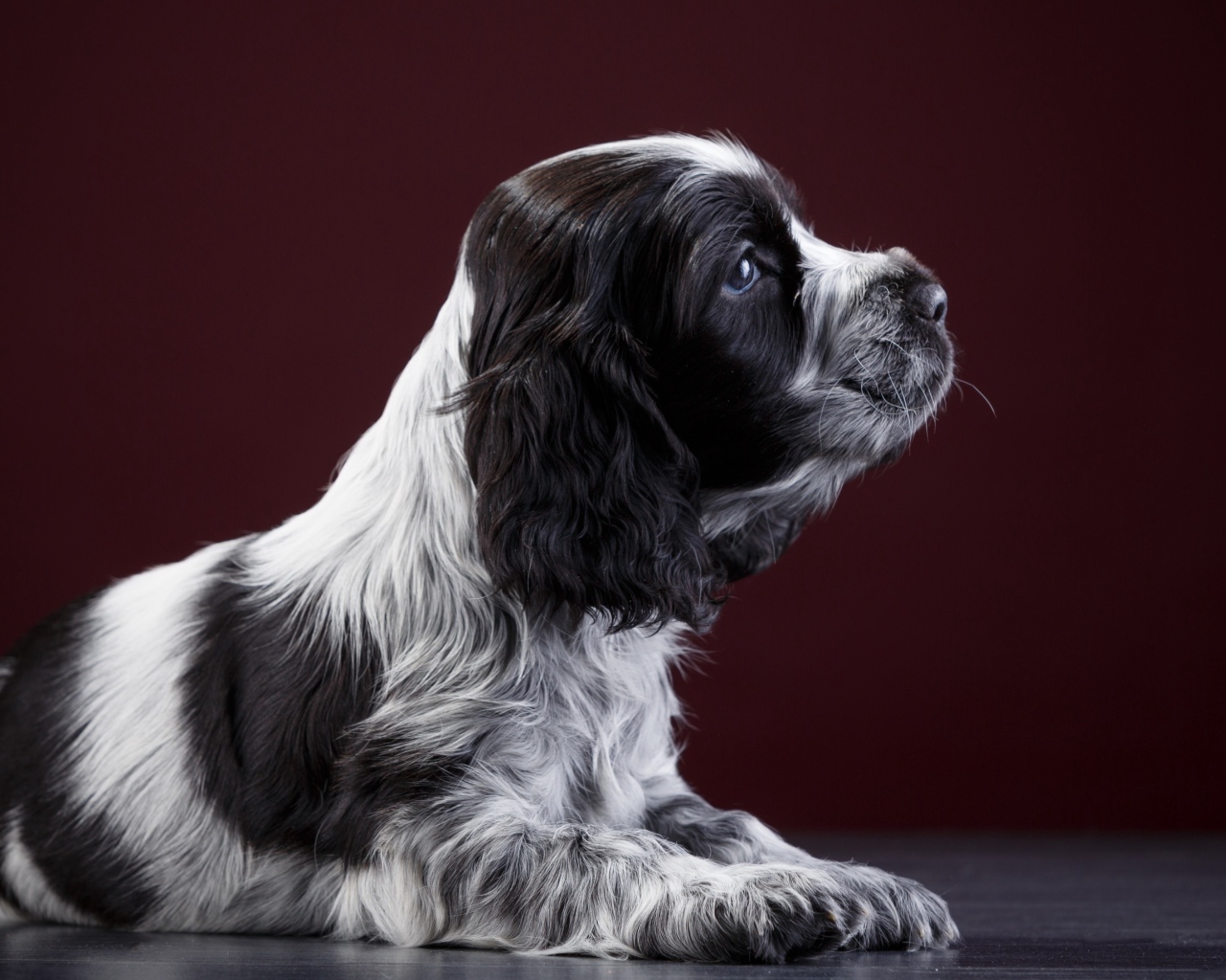 Маленький щенок английского спаниеля