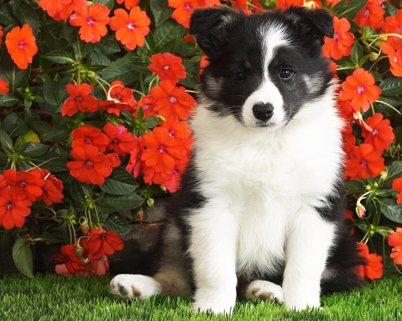 Маленький щенок сидит в красных цветах