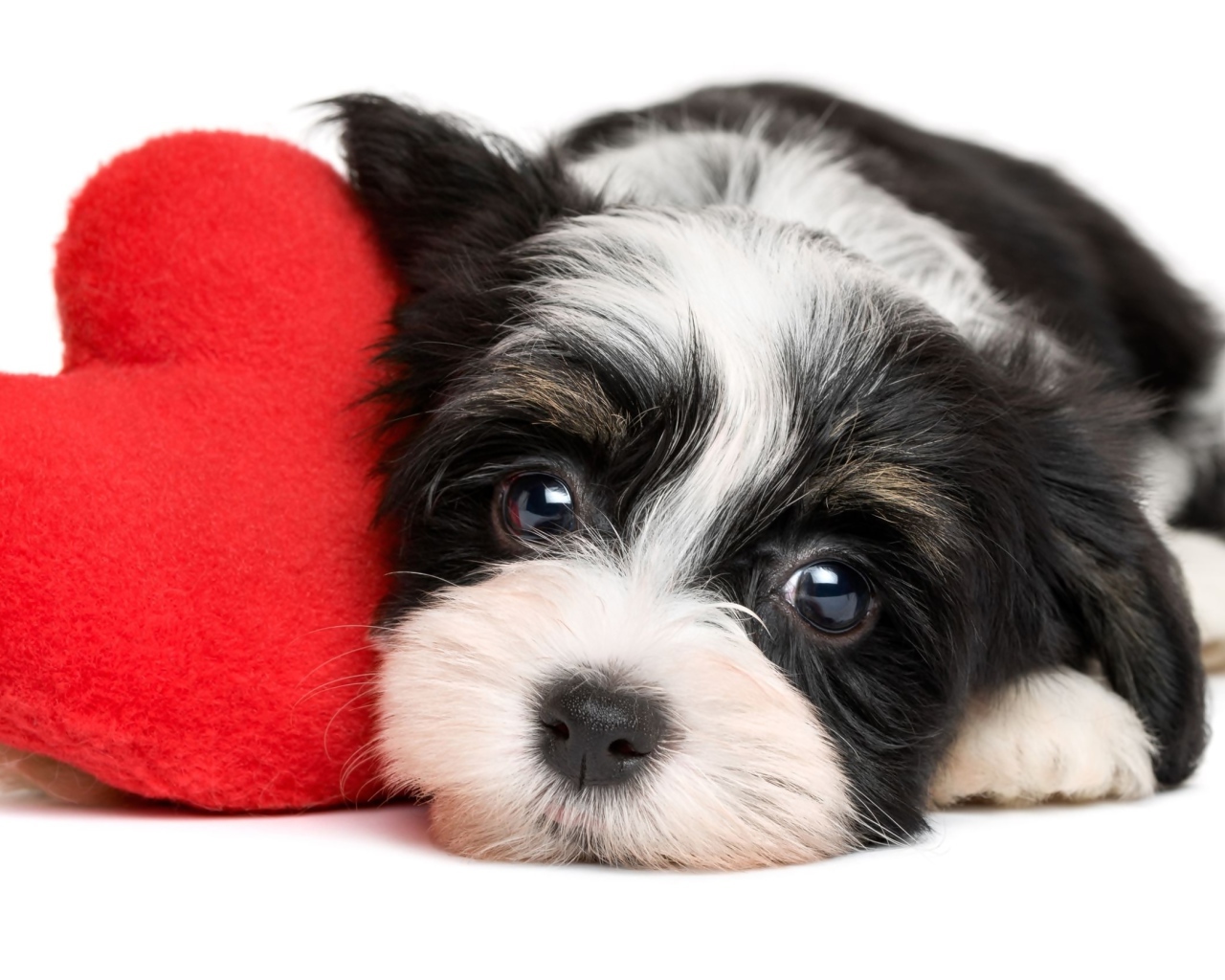 Маленький щенок с красным плюшевым сердцем на белом фоне