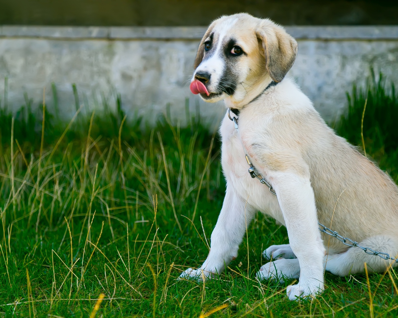 Маленький щенок с высунутым языком на цепи
