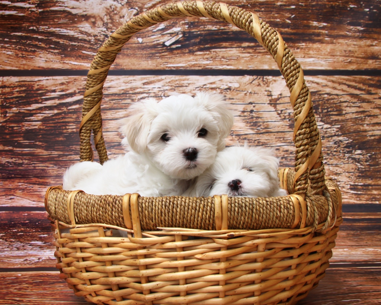 Маленькие белые щенки болонки в корзине