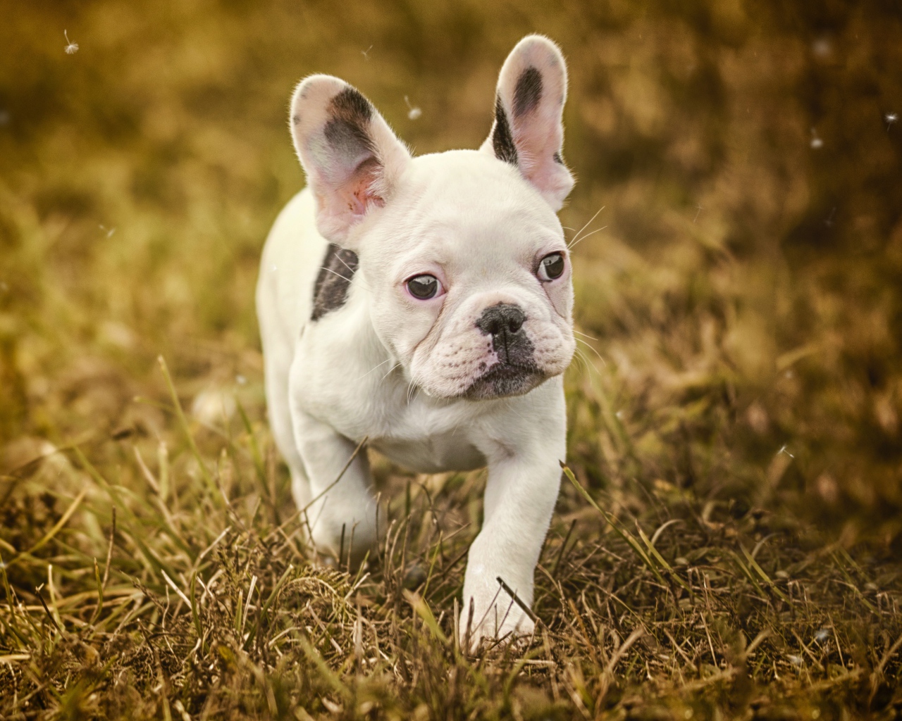 Маленький белый щенок французского бульдога идет по траве