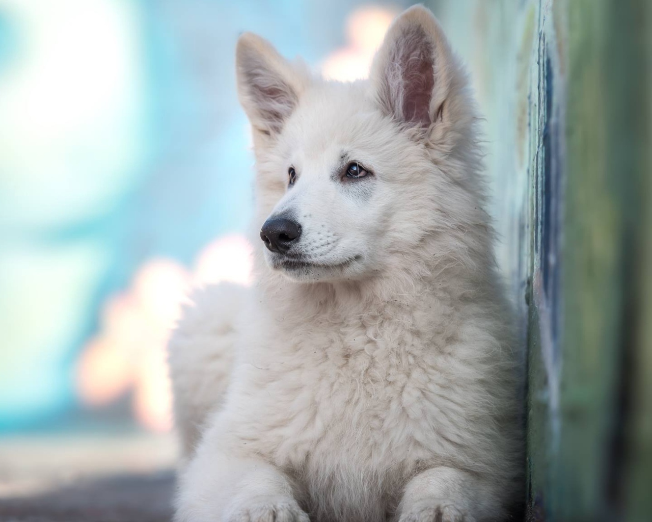 Маленькая белая овчарка с грустным взглядом