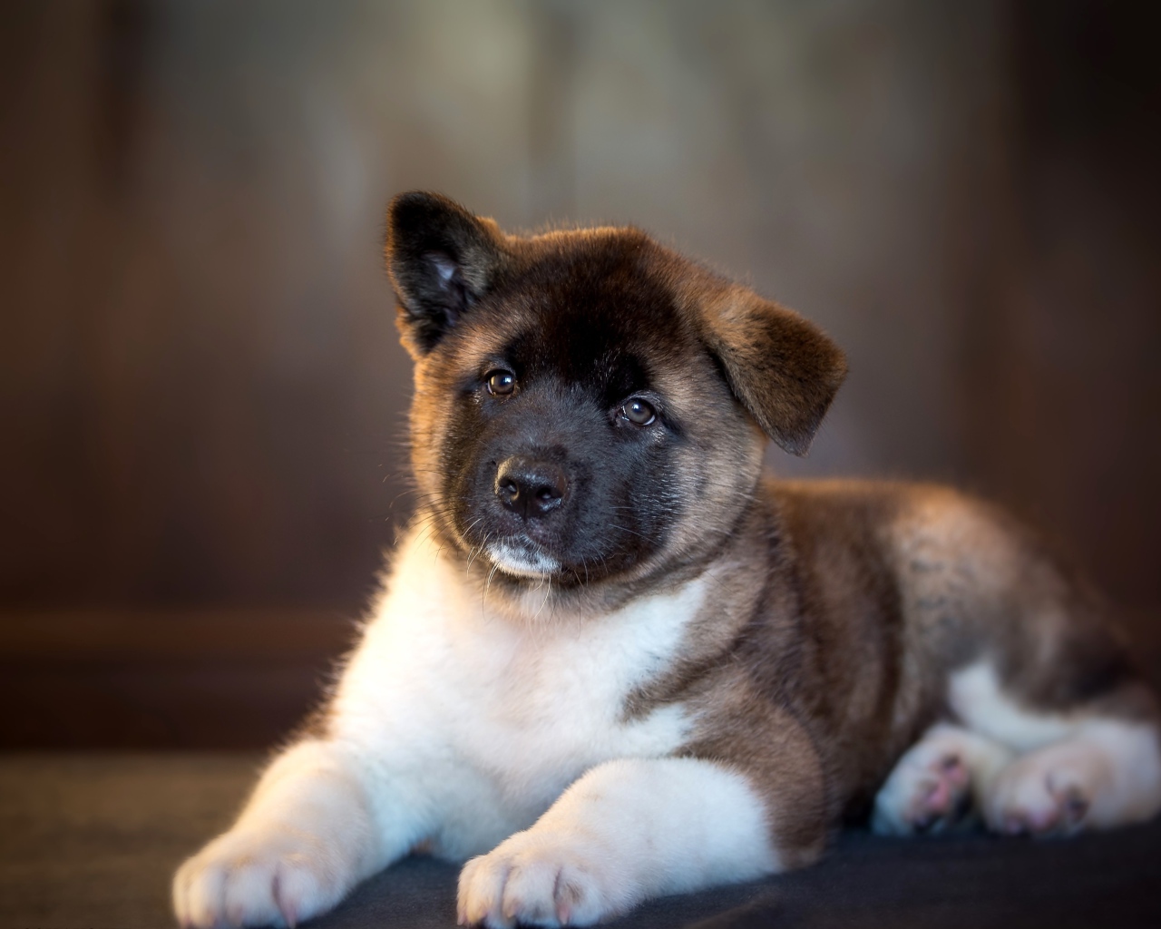 Милый щенок акита ину с опущенным ухом