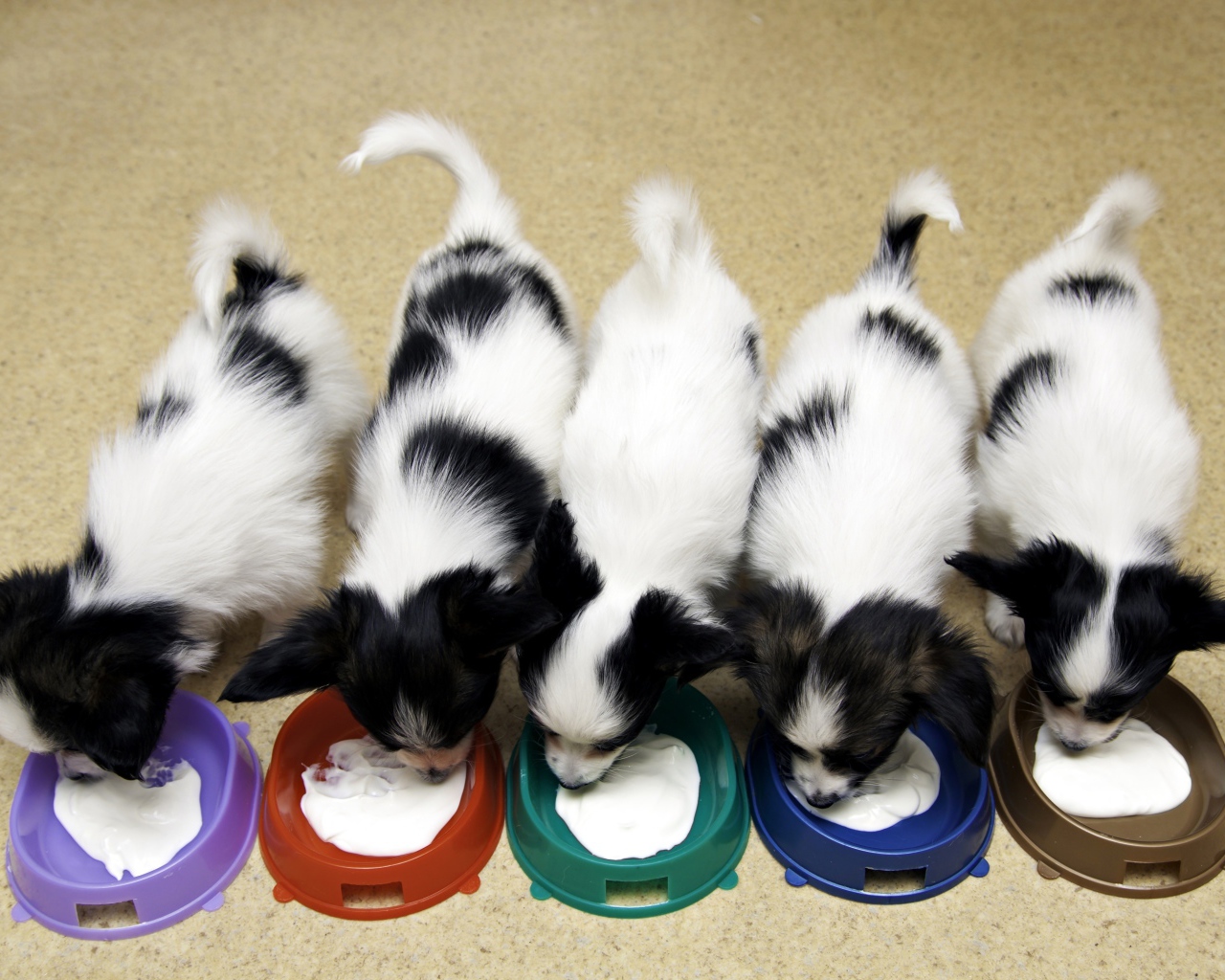 Милые щенки папильона едят из мисок