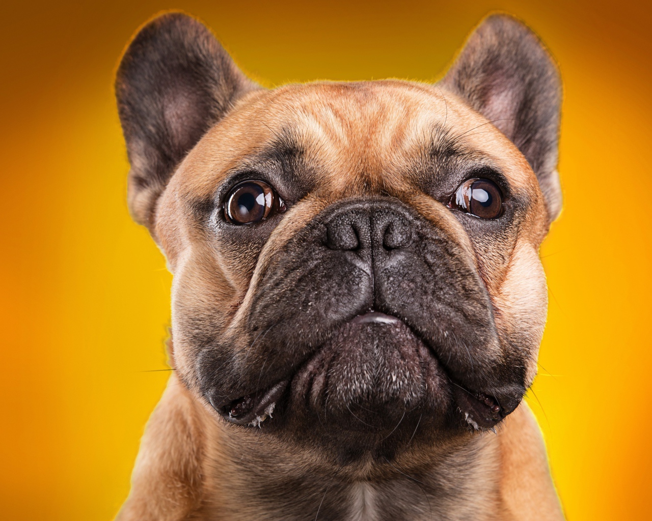 Морда французского бульдога на золотом фоне