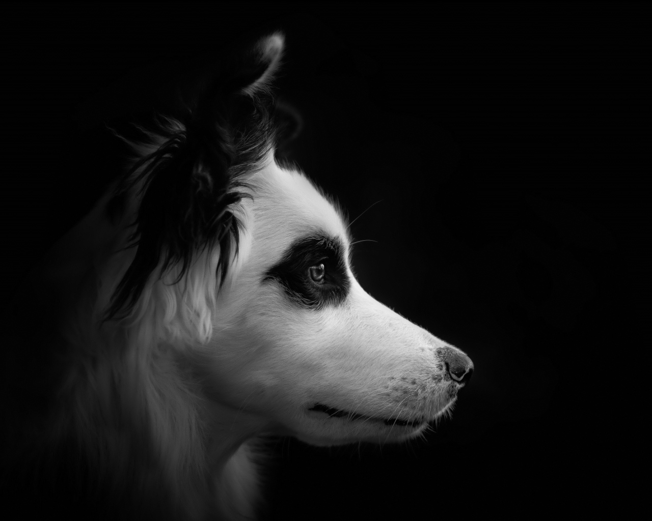 Морда собаки породы бордер колли черно - белое фото