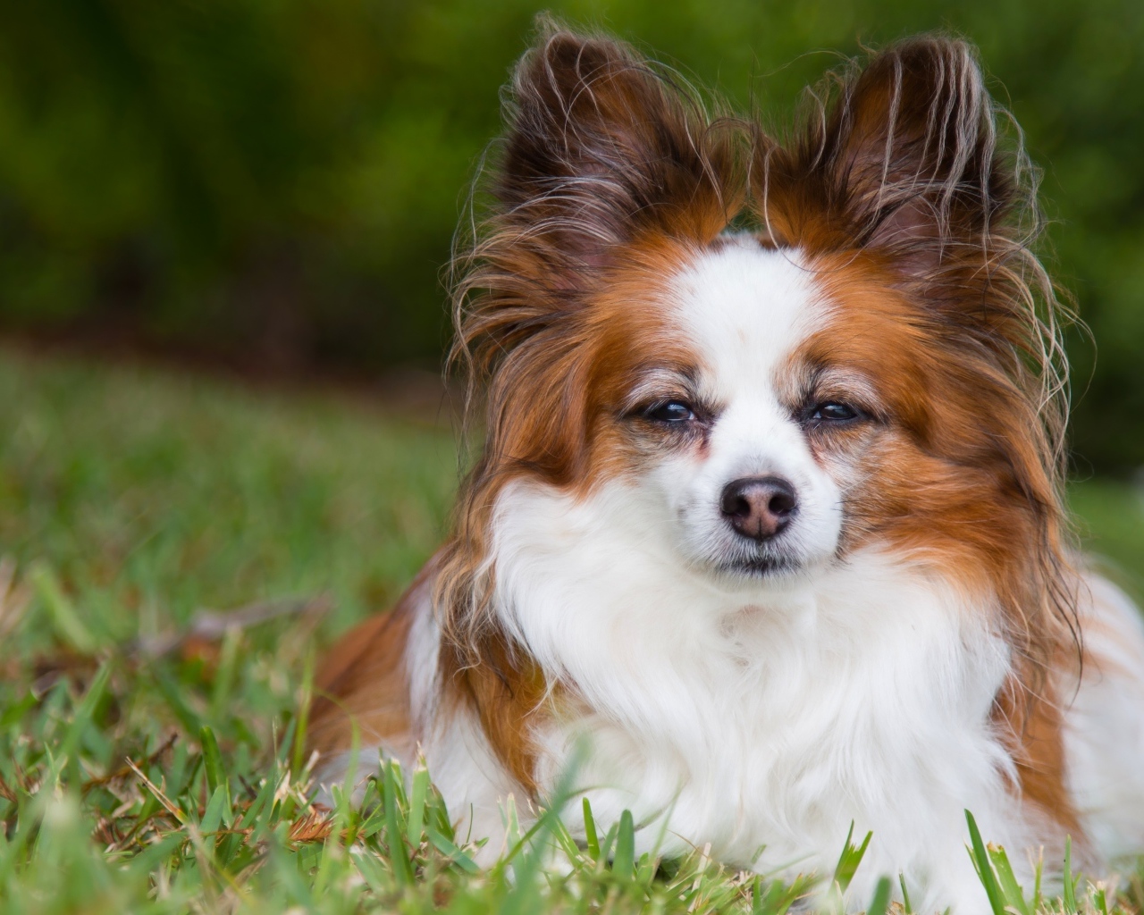 Собака породы Папильон лежит на зеленой траве