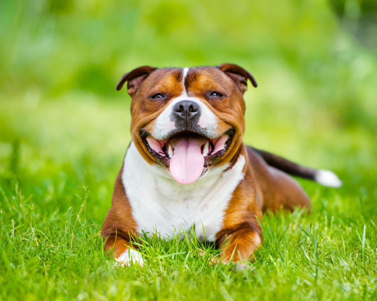 Довольный Стаффордширский бультерьер с высунутым языком лежит на зеленой траве