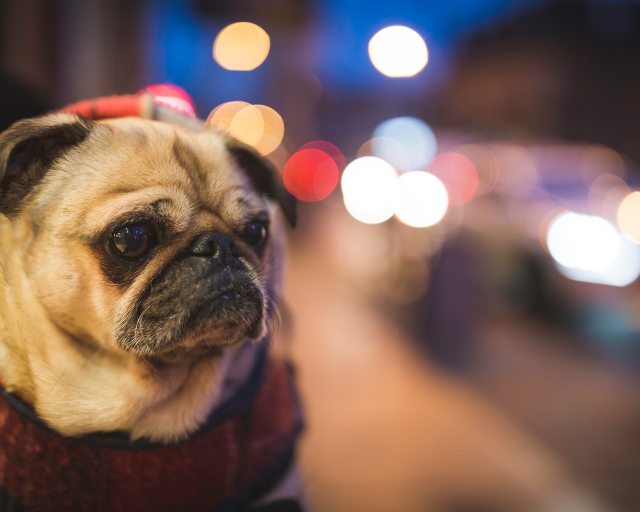 Мопс с грустной мордой с воротником на шее