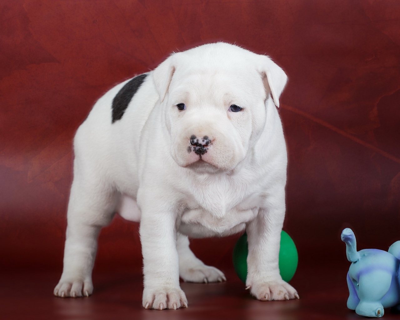 Щенок Амстафф с игрушками