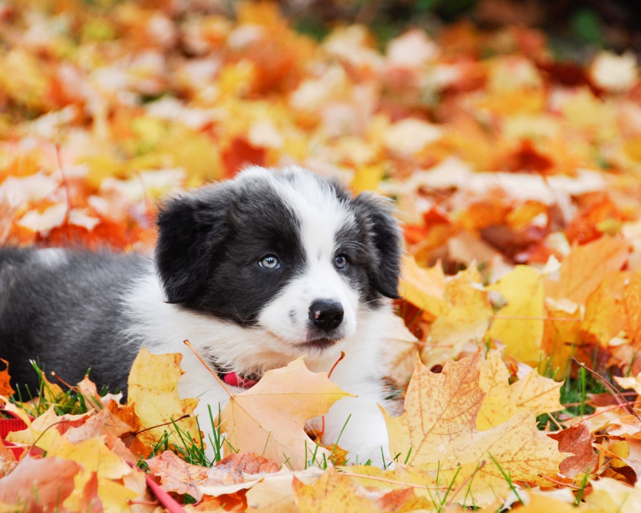 Щенок бордер колли лежит на опавшей листве