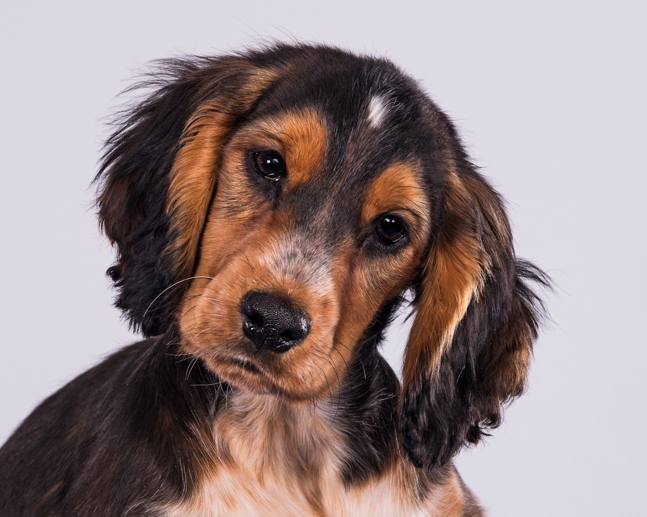 Щенок Кокер-Спаниеля на сером фоне