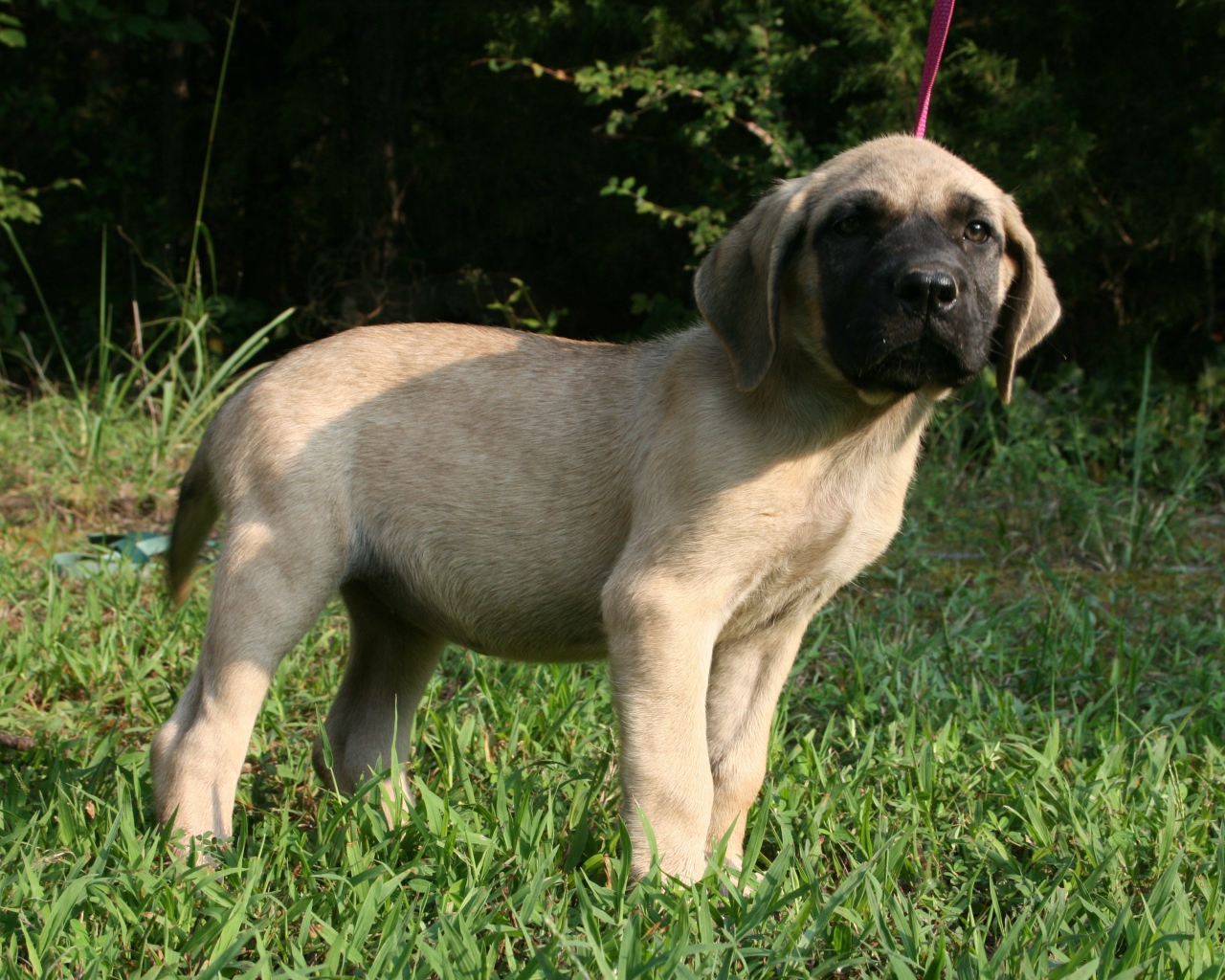Щенок английского мастифа стоит на зеленой траве
