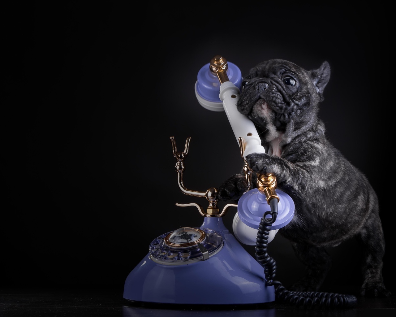 Щенок французского бульдога с телефоном