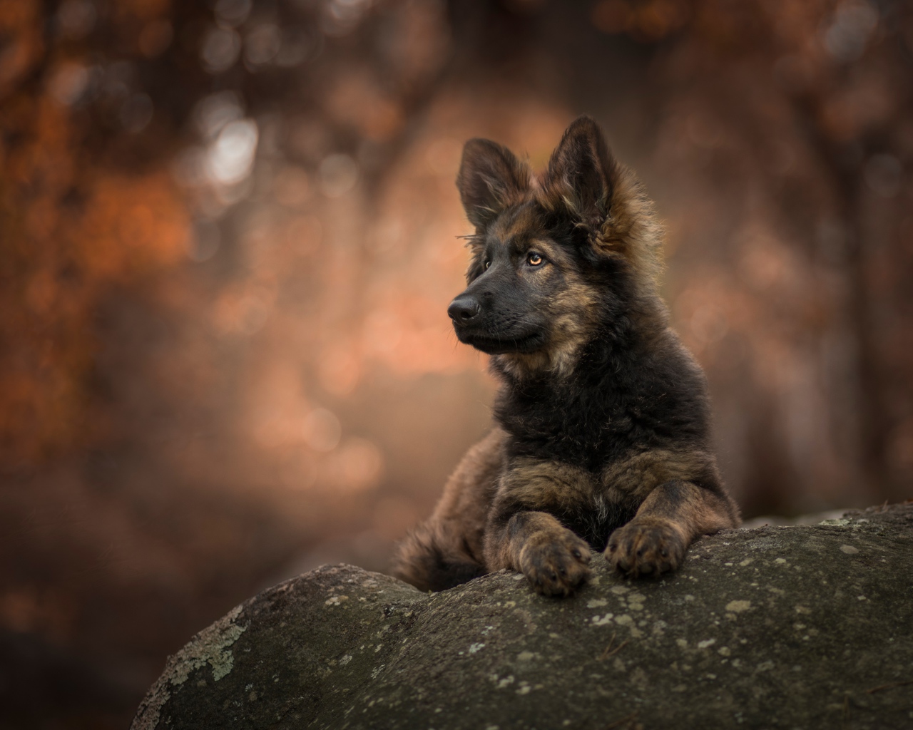 Щенок немецкой овчарки лежит на камне