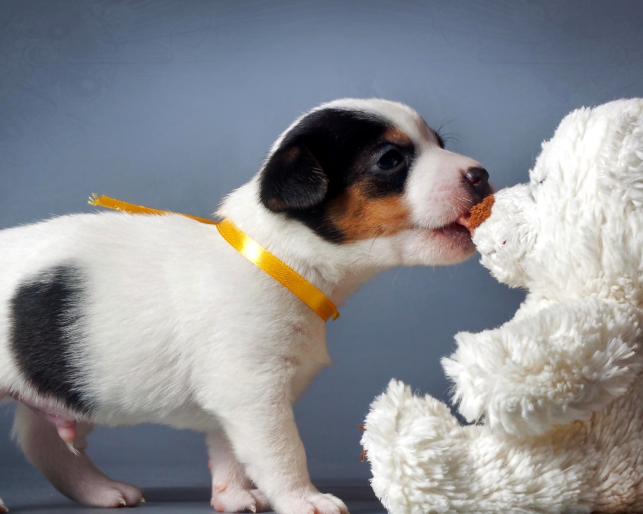 Щенок Джек-рассел-терьера кусает белого плюшевого мишку 