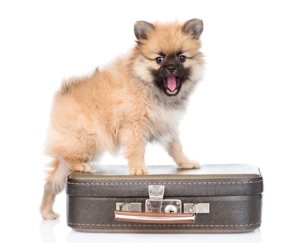 Щенок шпиц стоит на чемодане на белом фоне