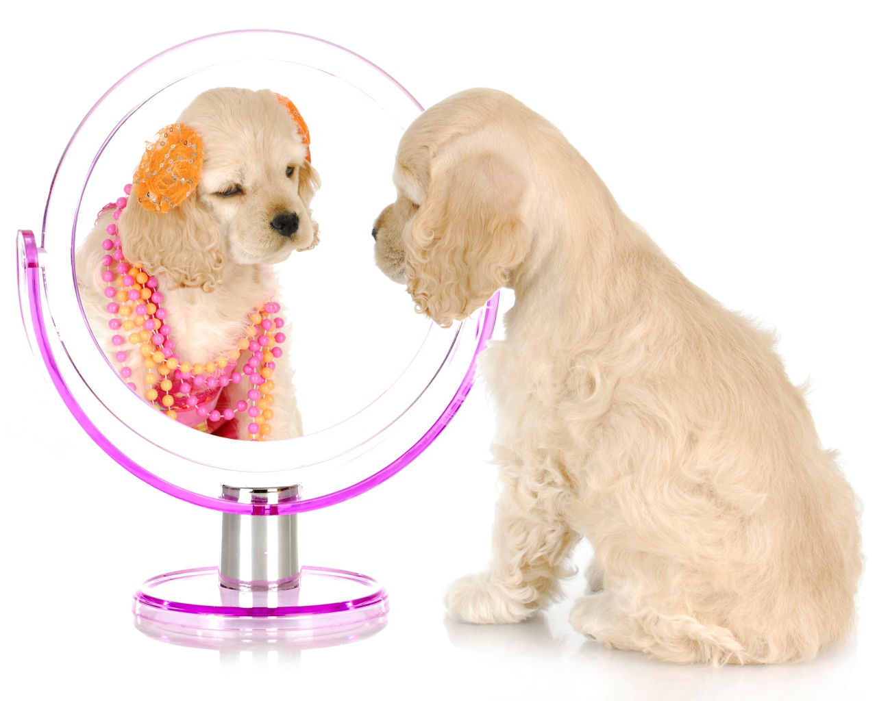 Щенок спаниеля смотрит в зеркало на белом фоне