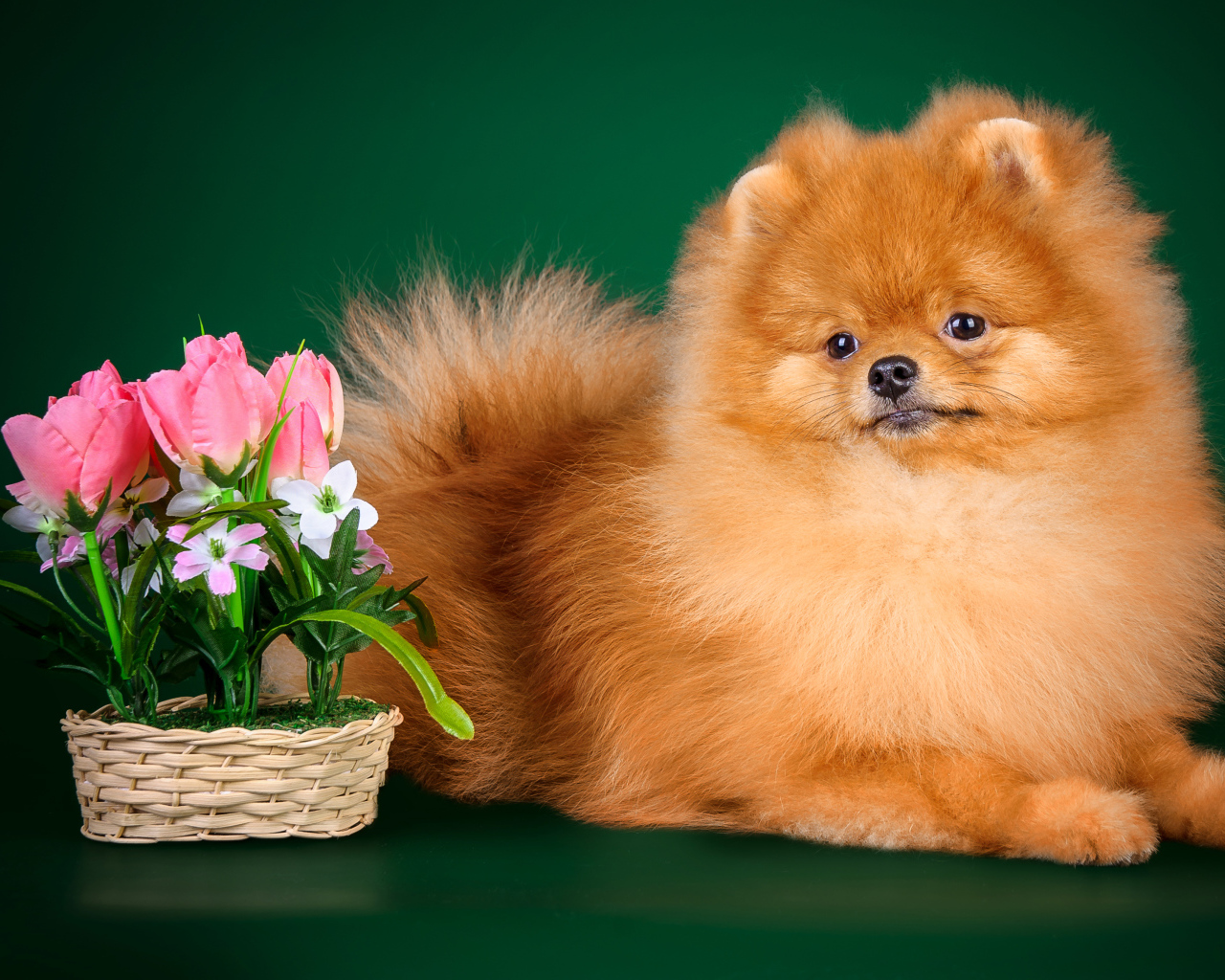 Американский шпиц рыжий. Померанский шпиц рыжий щенок. Шпиц померанец рыжий. Померанский шпиц палевый. Бьюша шпиц померанский.