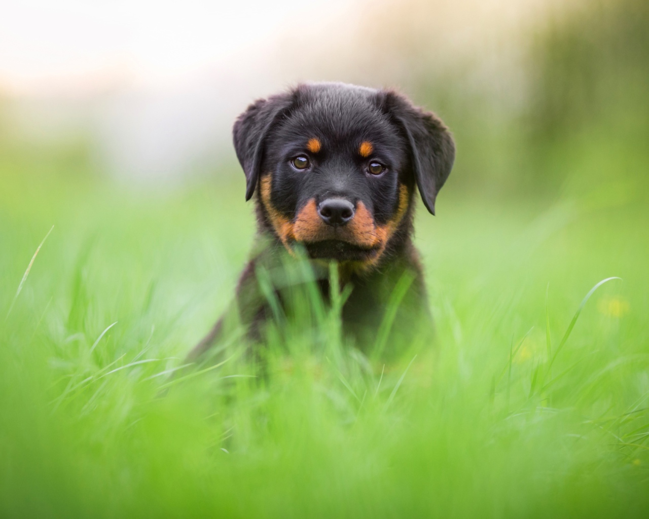 Щенок ротвейлера сидит в зеленой траве