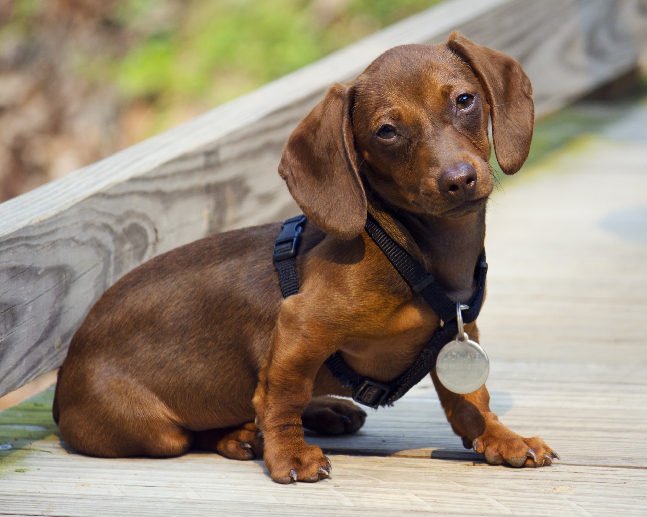 Грустная такса сидит на дороге