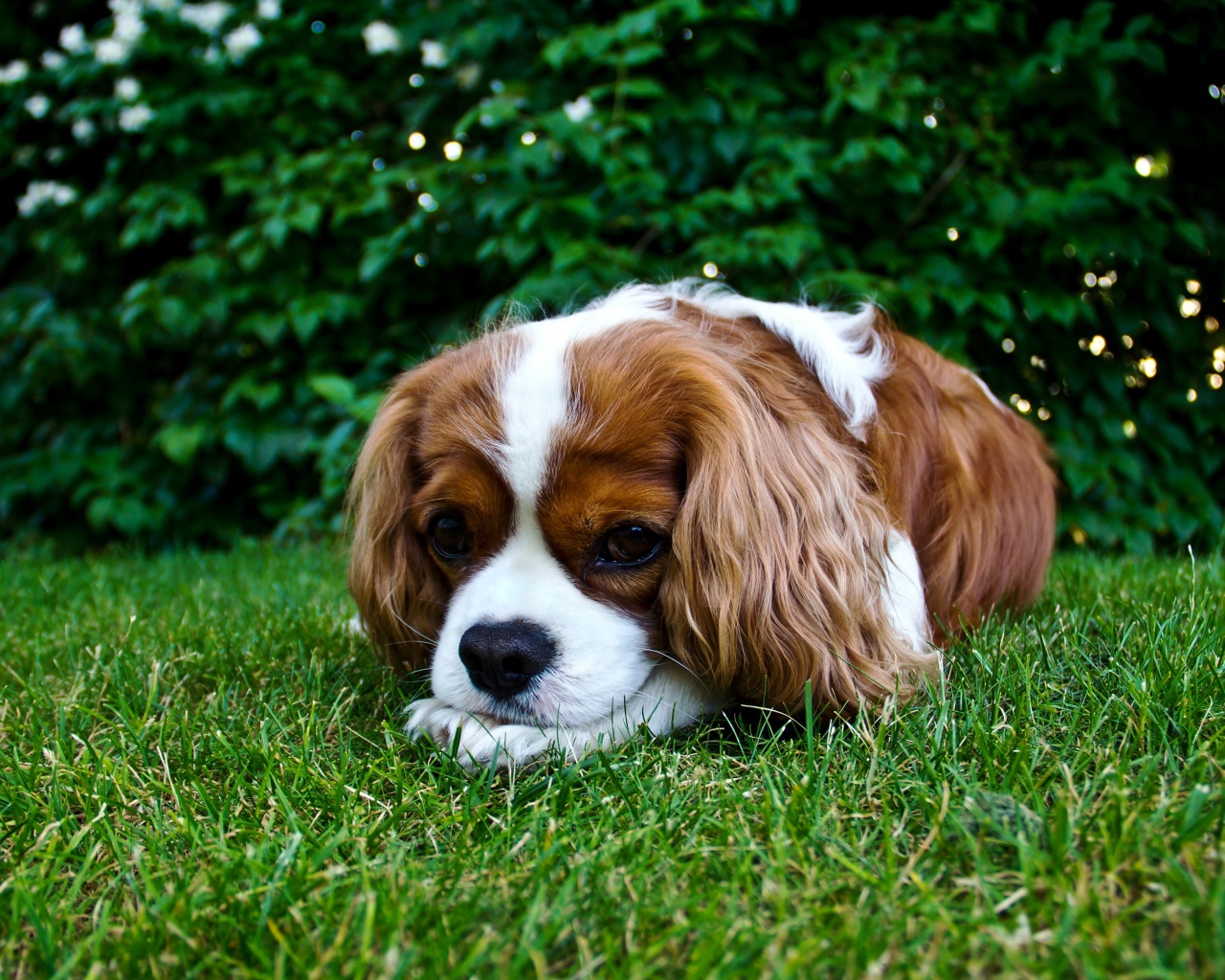 Грустный Кинг Чарльз Спаниель лежит на зеленой траве