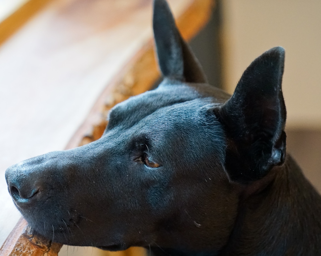 Грустная черная собака у окна 