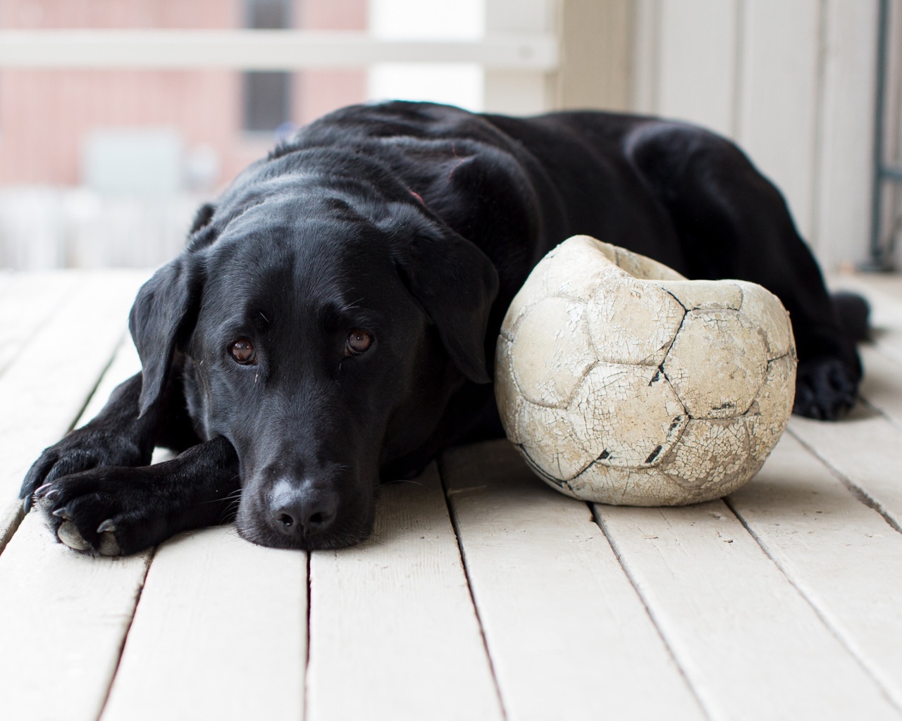 Грустный черный лабрадор с футбольным мячом 