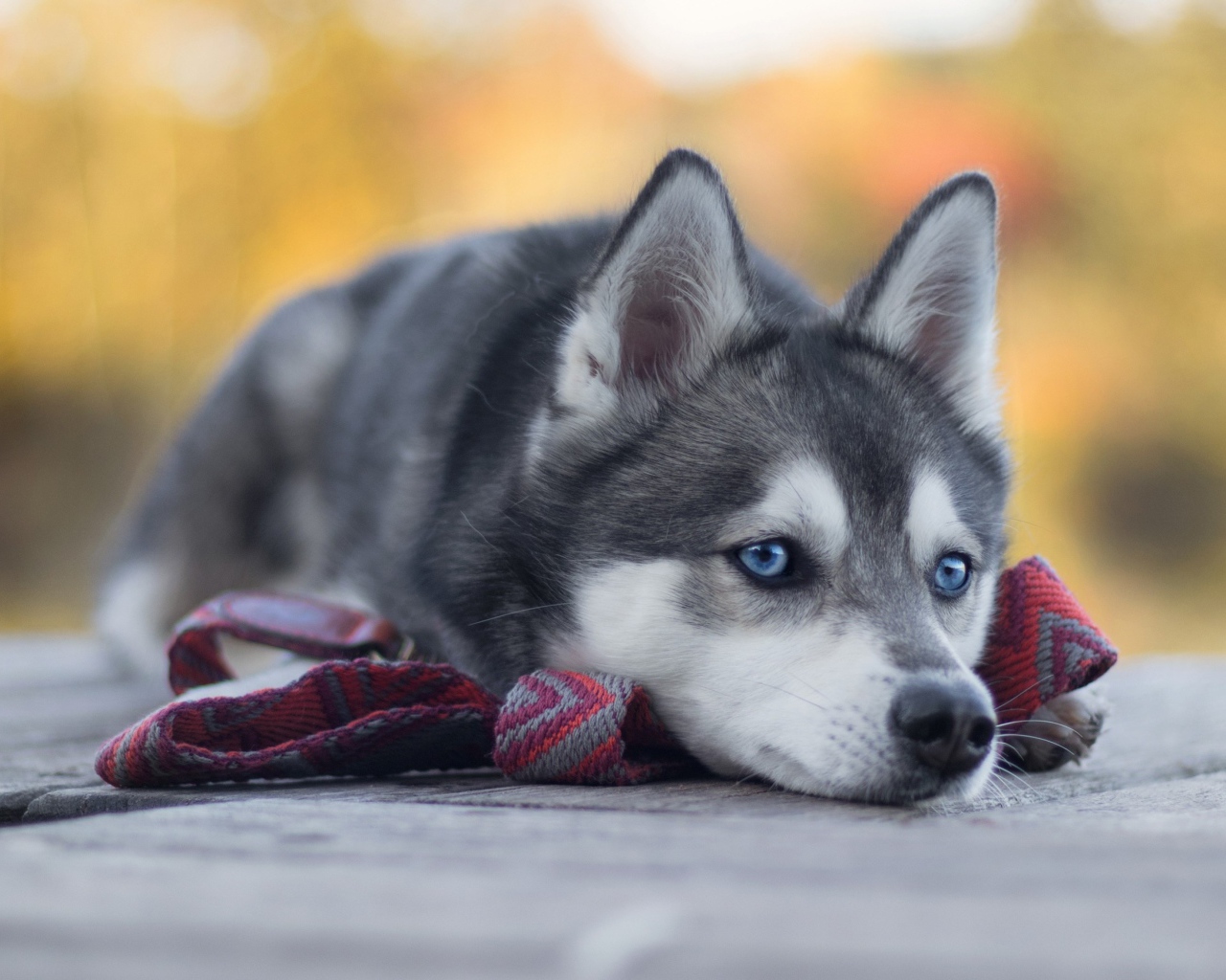 Грустный голубоглазый хаски с поводком 