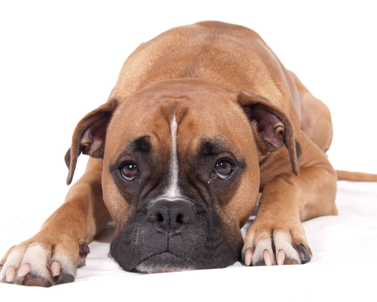 Грустный боксер на белом фоне