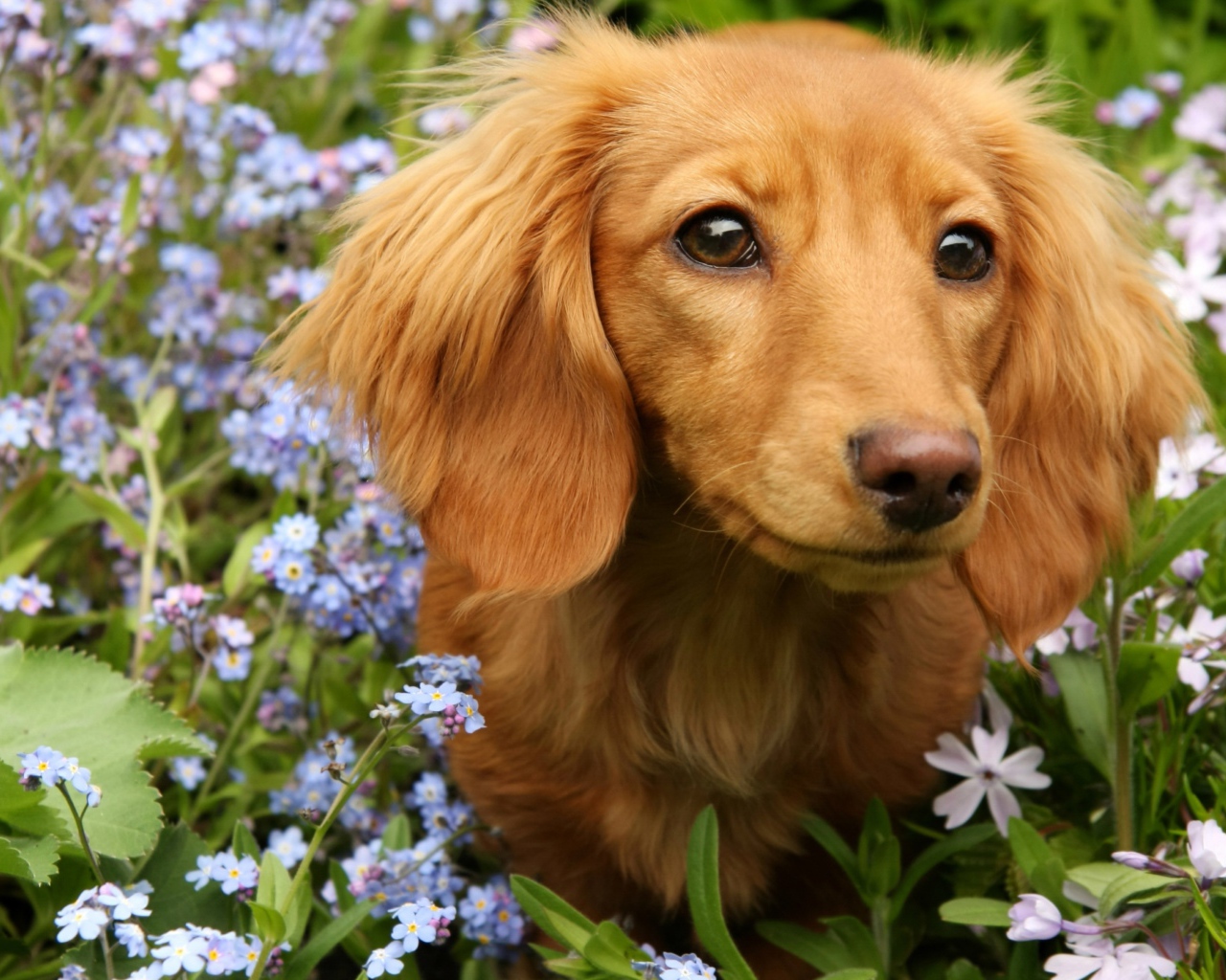Грустная такса сидит в голубых цветах