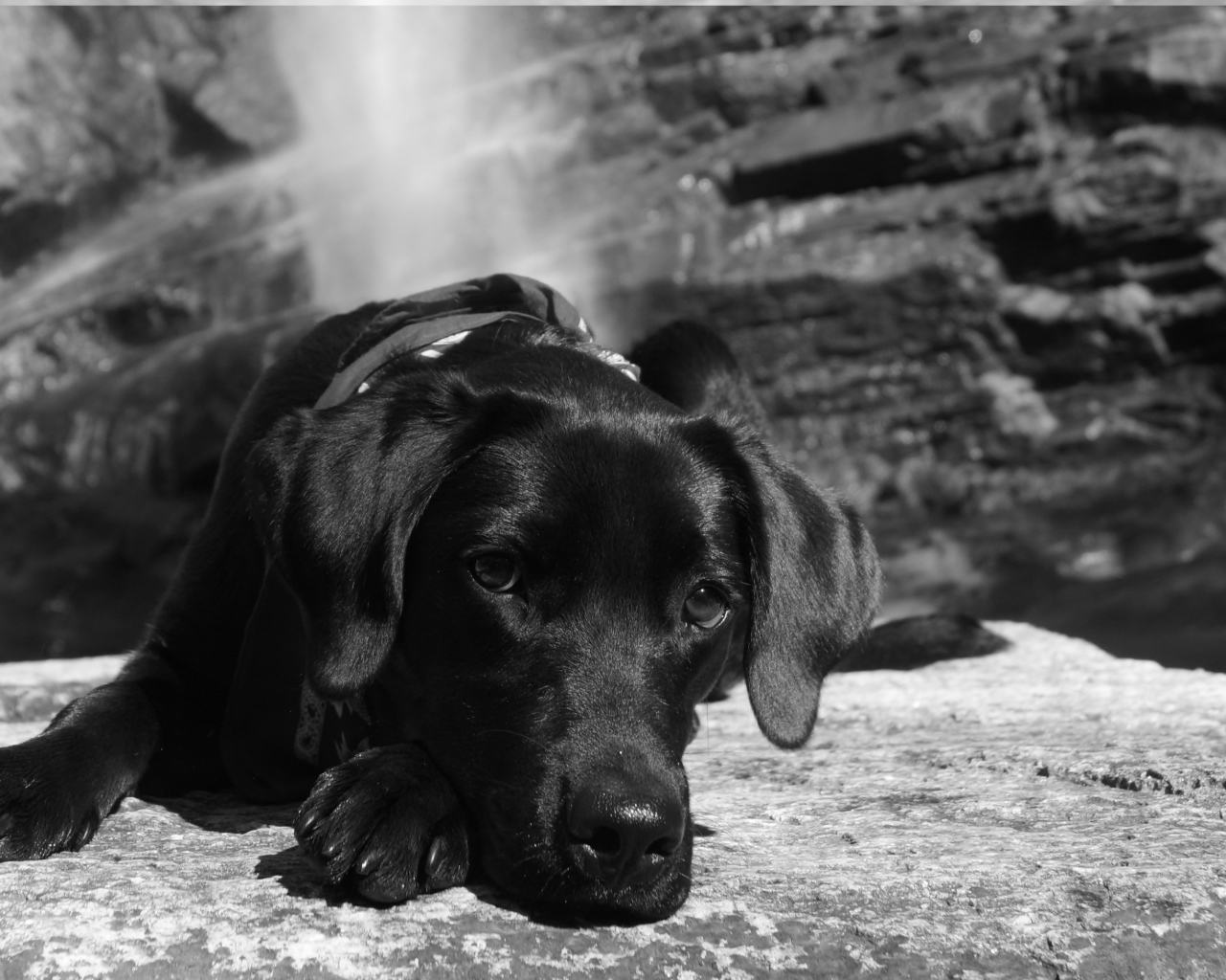 Грустная собака лежит на камне, черно белое фото