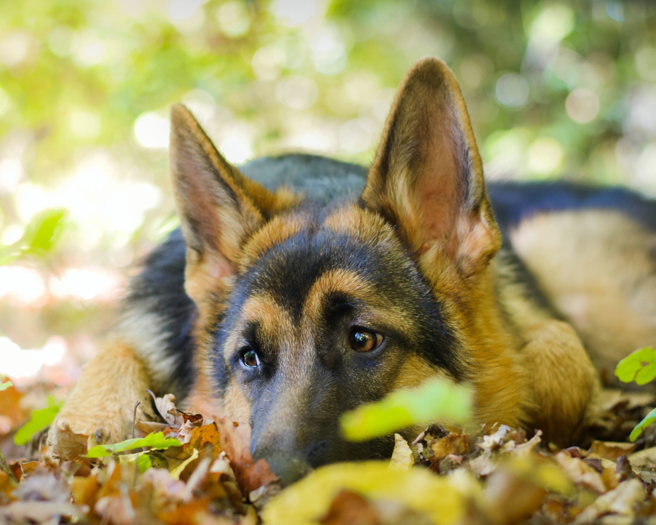 Грустная собака породы немецкая овчарка лежит на сухой листве