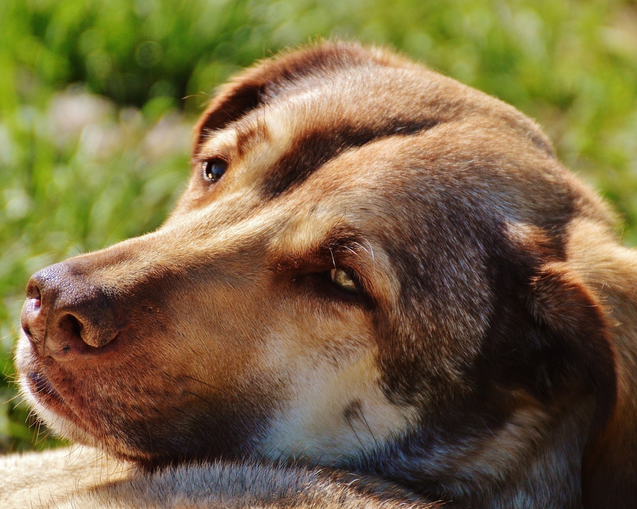 Грустная собака отдыхает на зеленой траве