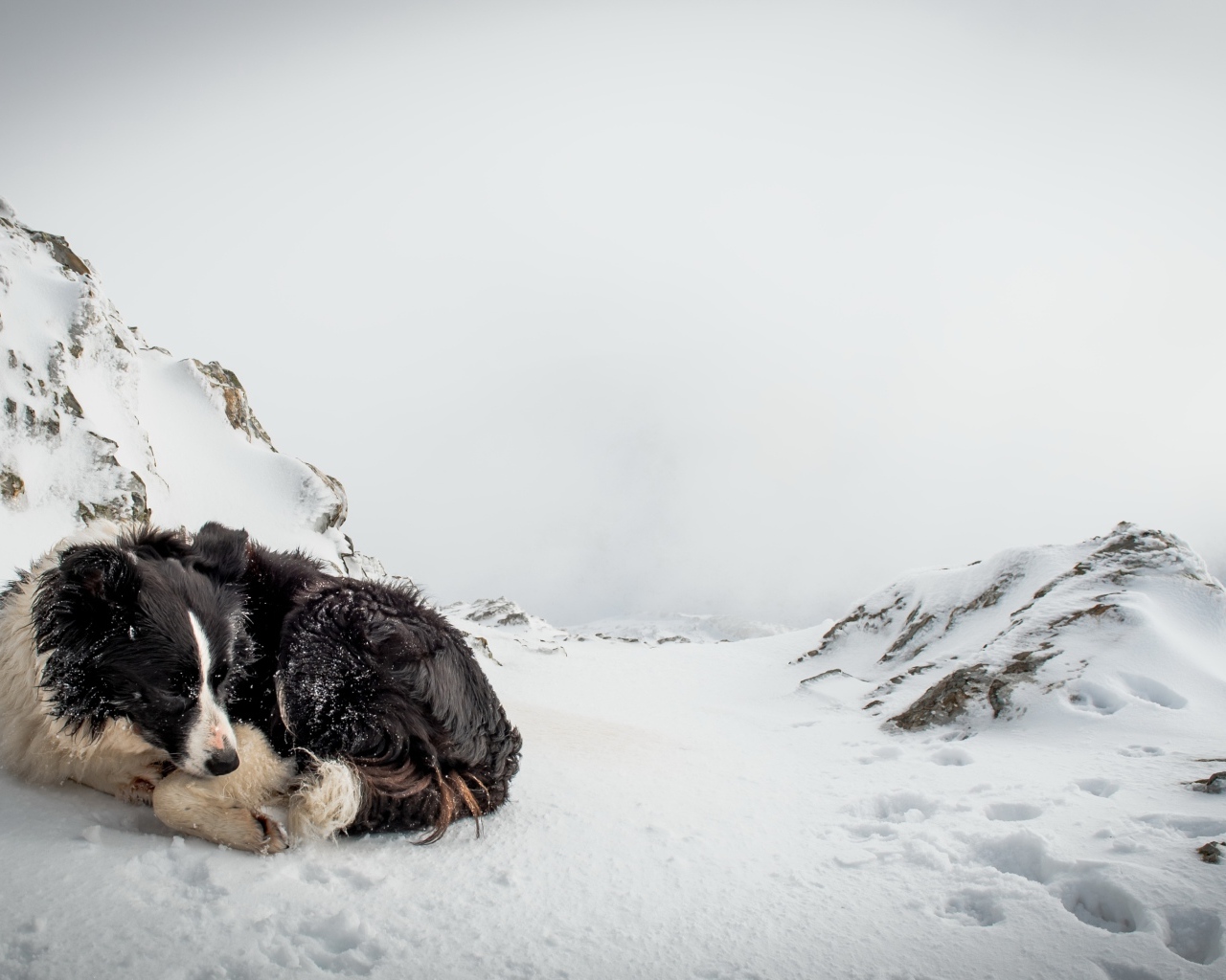 Грустная собака спит на снегу зимой